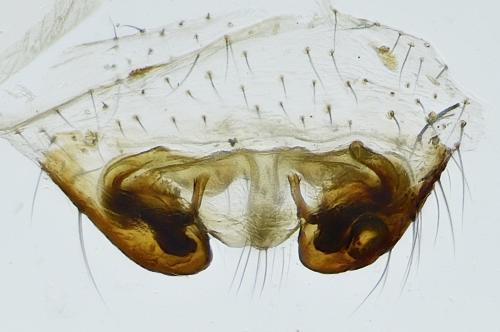 Labulla flahaulti